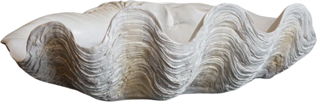Large White Clam Shell Display Dish